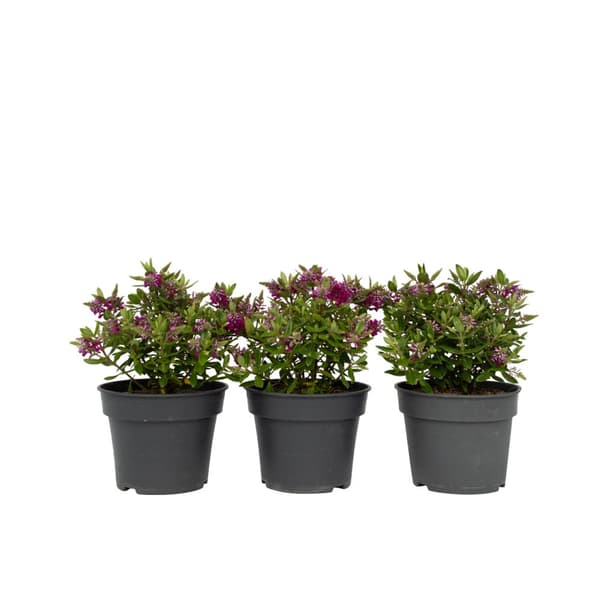 Veronikas - Set om 3 - Hebe All Blooms 'Samona' - Höjd 30-35cm - ⌀13cm