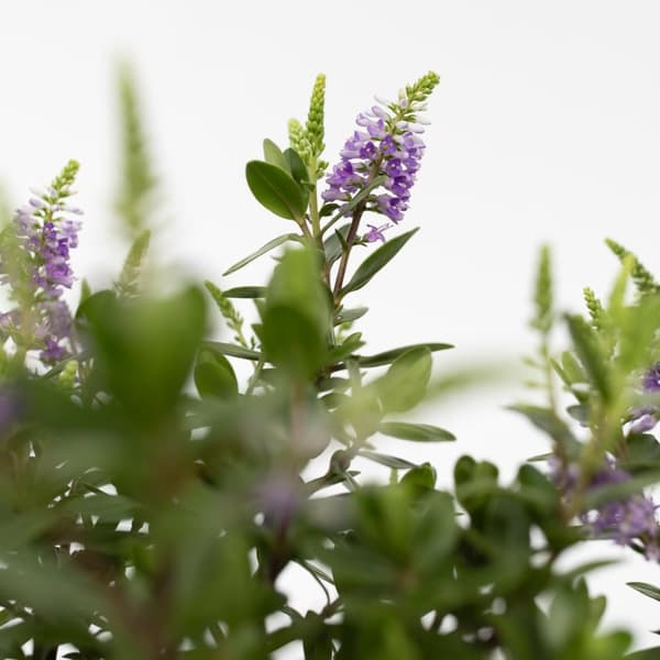 Veronikas - Set om 3 - Hebe All Blooms - Höjd 30-35cm - ⌀13cm