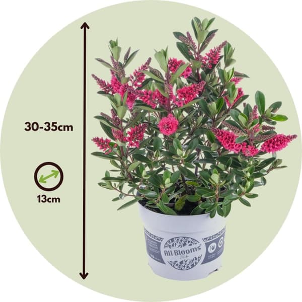 Veronikas - Set om 3 - Hebe All Blooms - Höjd 30-35cm - ⌀13cm