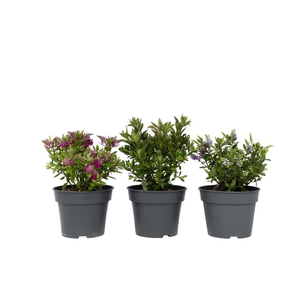 Veronikas - Set om 3 - Hebe All Blooms - Höjd 30-35cm - ⌀13cm