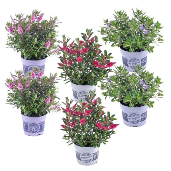 Veronikas - Set om 6 - Hebe All Blooms - Höjd 30-35cm - ⌀13cm