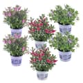 Miniatyrbild 1 av 4: Veronikas - Set om 6 - Hebe All Blooms - Höjd 30-35cm - ⌀13cm