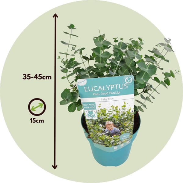 Eukalyptus - Set om 2 - Eucalyptus 'Baby Blue' - Höjd 35-45cm - ⌀15cm