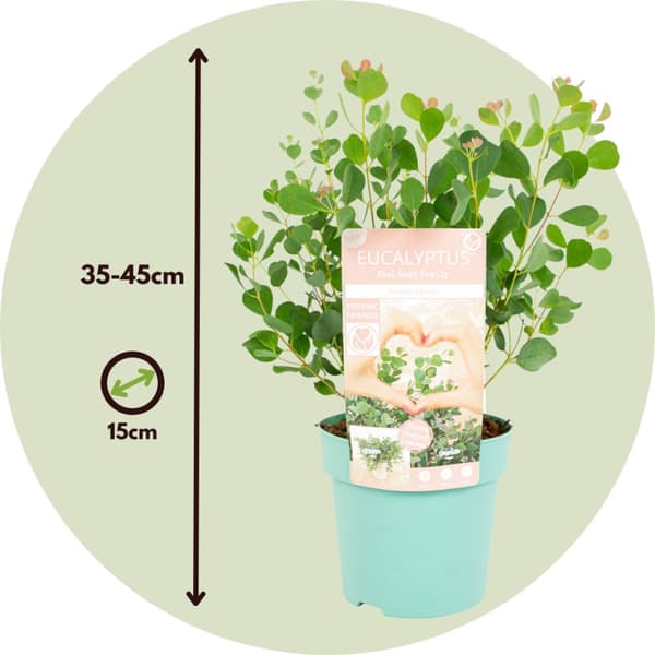 Eukalyptus - Set om 2 - Eucalyptus websteriana - Höjd 35-45cm - ⌀15cm
