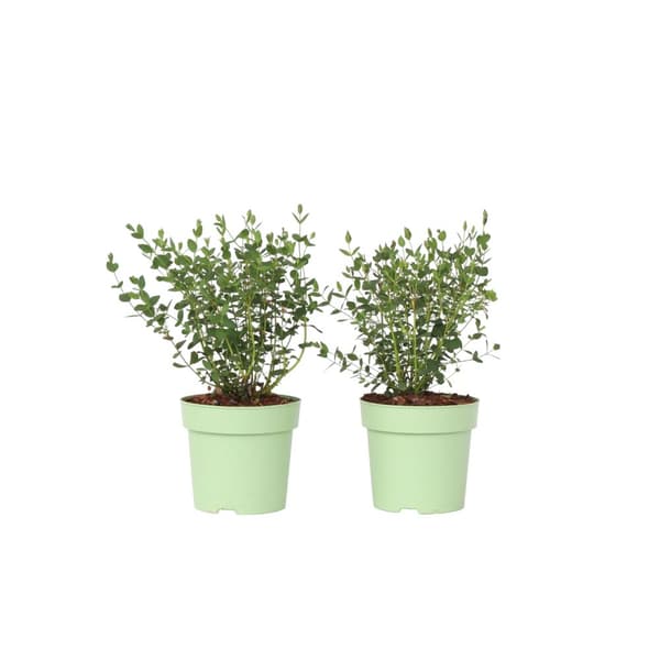 Eukalyptus - Sæt med 2 - Eucalyptus parvifolia 'Oliva' - Højde 35-45cm - ⌀15cm