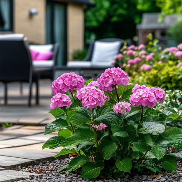Hortensia - Hydrangea arborescens 'Pink Annabelle' - Höjd 40-50cm - ⌀19cm