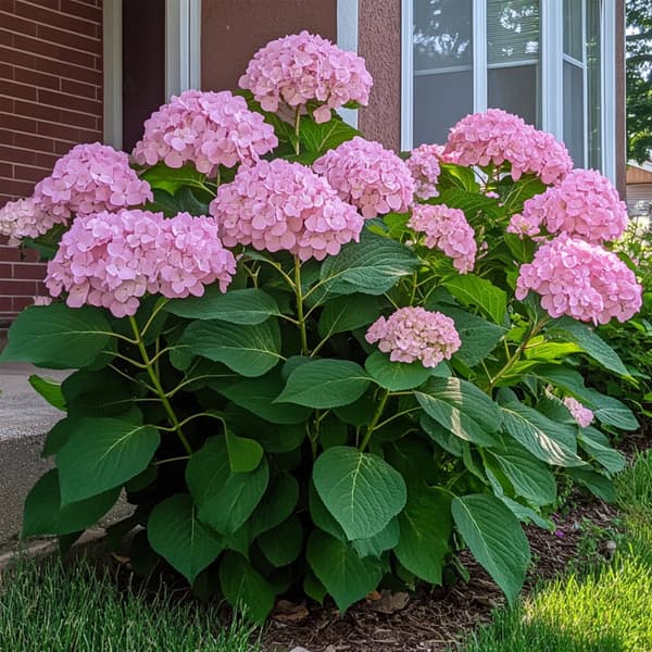 Hortensia - Hydrangea arborescens 'Pink Annabelle' - Höjd 40-50cm - ⌀19cm