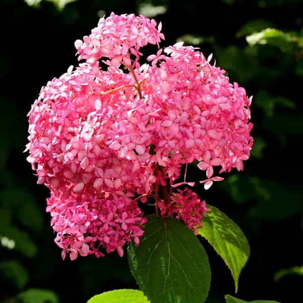 Hortensia - Hydrangea arborescens 'Pink Annabelle' - Höjd 40-50cm - ⌀19cm