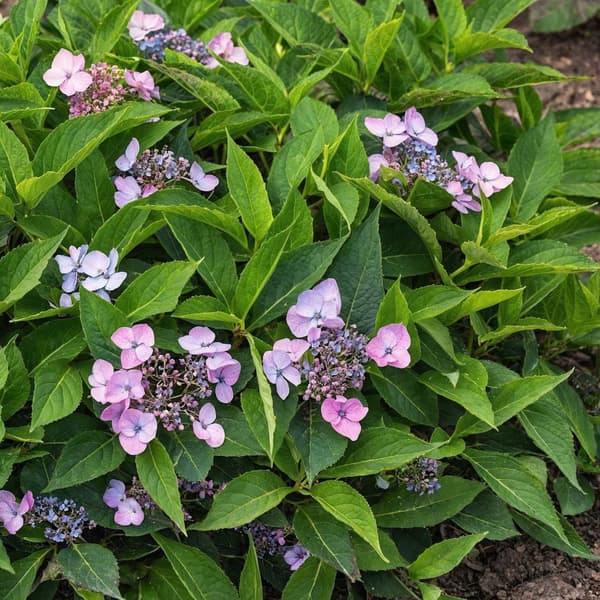 Hortensia - Hydrangea serrata 'Magic Pillow' - Højde 25-40cm - ⌀19cm