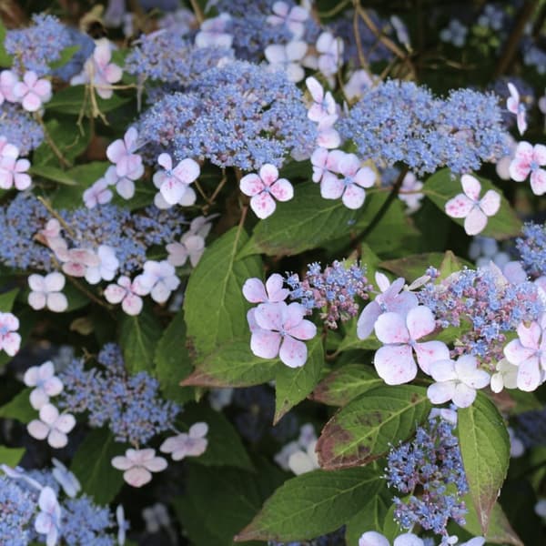 Hortensia - Hydrangea serrata 'Magic Pillow' - Højde 25-40cm - ⌀19cm