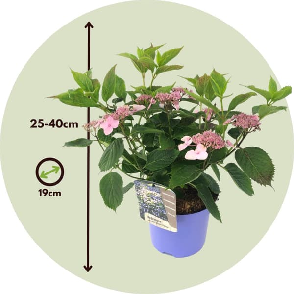 Hortensia - Hydrangea serrata 'Magic Pillow' - Højde 25-40cm - ⌀19cm