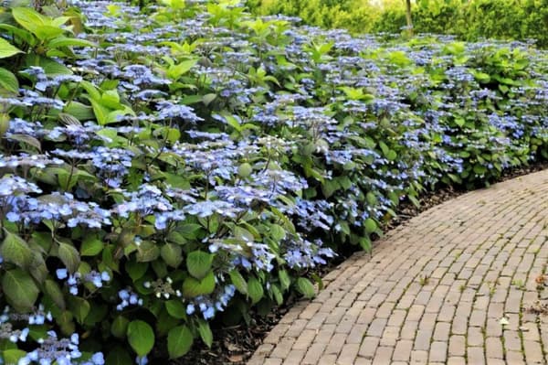 Hortensia - Set om 2 - Hydrangea serrata 'Magic Pillow' - Höjd 25-40cm - ⌀19cm