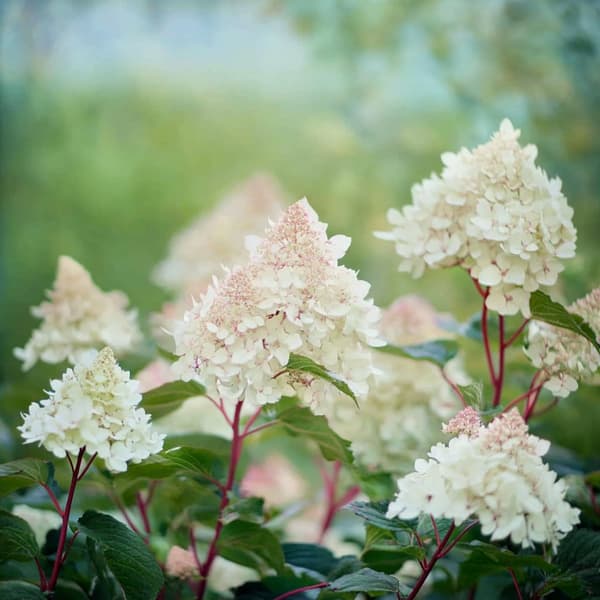 Hortensia - Set om 2 - Hydrangea paniculata 'Early Harry' - Höjd 25-40cm - ⌀19cm