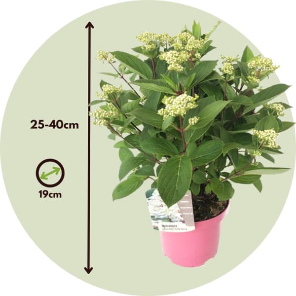 Hortensia - Set om 2 - Hydrangea paniculata 'Early Harry' - Höjd 25-40cm - ⌀19cm