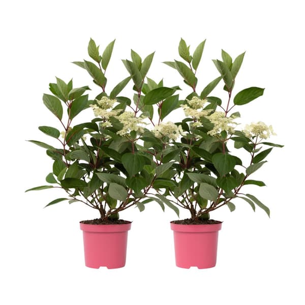 Hortensia - Sæt 2 - Hydrangea paniculata 'Early Harry' - Højde 25-40cm - ⌀19cm