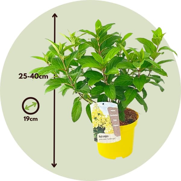 Hortensia - Hydrangea paniculata 'Candlelight' - Højde 25-40cm - ⌀19cm