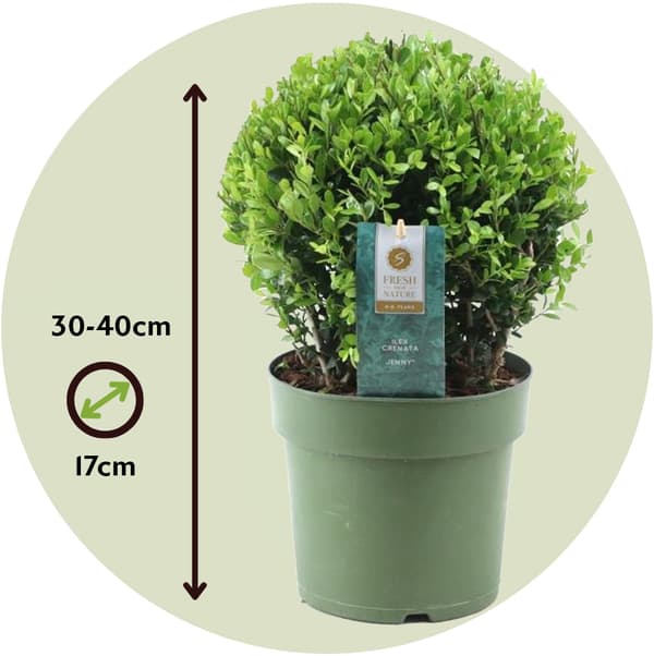 Japansk järnek - Ilex crenata 'Jenny' - Höjd 30-40cm - ⌀17cm