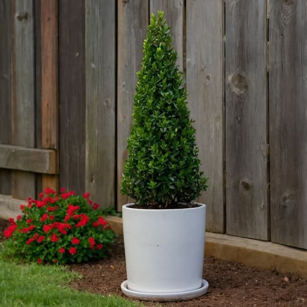 Japansk järnek - Ilex crenata 'Jenny' - Höjd 55-65cm - ⌀21cm