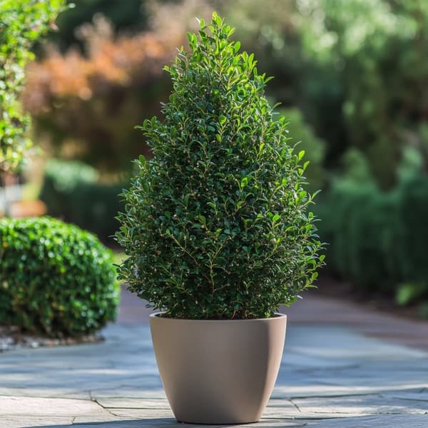 Japansk järnek - Ilex crenata 'Jenny' - Höjd 55-65cm - ⌀21cm