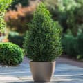 Miniatyrbild 4 av 6: Japansk järnek - Ilex crenata 'Jenny' - Höjd 55-65cm - ⌀21cm