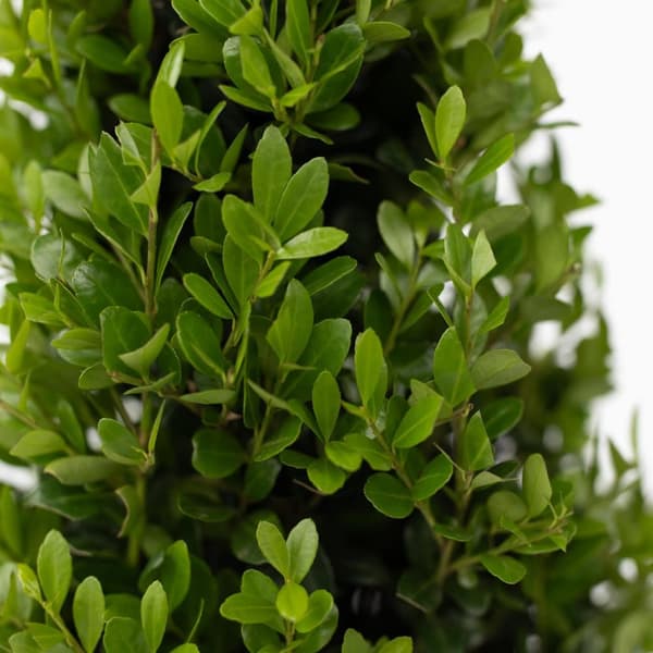 Japansk järnek - Ilex crenata 'Jenny' - Höjd 55-65cm - ⌀21cm