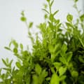 Miniatyrbild 6 av 6: Japansk järnek - Ilex crenata 'Jenny' - Höjd 55-65cm - ⌀21cm