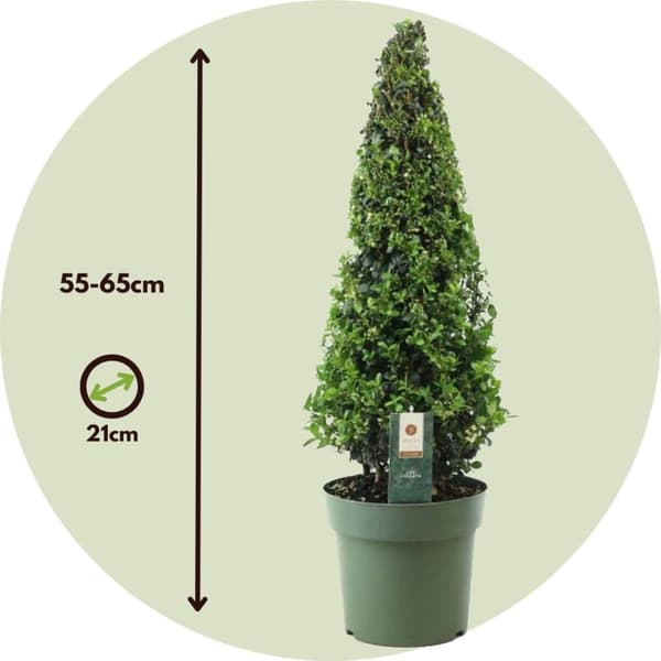 Japansk järnek - Ilex crenata 'Jenny' - Höjd 55-65cm - ⌀21cm