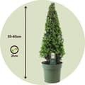 Miniatyrbild 2 av 6: Japansk järnek - Ilex crenata 'Jenny' - Höjd 55-65cm - ⌀21cm