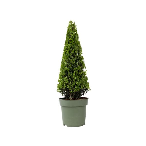 Japansk järnek - Ilex crenata 'Jenny' - Höjd 55-65cm - ⌀21cm