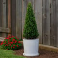 Miniatyrbillede 3 af 6: Buksbom - Sæt med 2 - Ilex crenata 'Jenny' - Højde 55-65cm - ⌀21cm