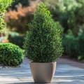 Miniatyrbillede 4 af 6: Buksbom - Sæt med 2 - Ilex crenata 'Jenny' - Højde 55-65cm - ⌀21cm