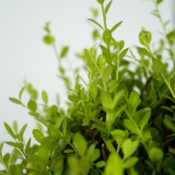 Buksbom - Sæt med 2 - Ilex crenata 'Jenny' - Højde 55-65cm - ⌀21cm