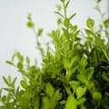 Miniatyrbillede 6 af 6: Buksbom - Sæt med 2 - Ilex crenata 'Jenny' - Højde 55-65cm - ⌀21cm