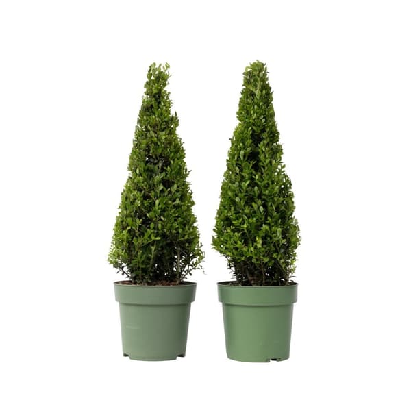 Buksbom - Sæt med 2 - Ilex crenata 'Jenny' - Højde 55-65cm - ⌀21cm