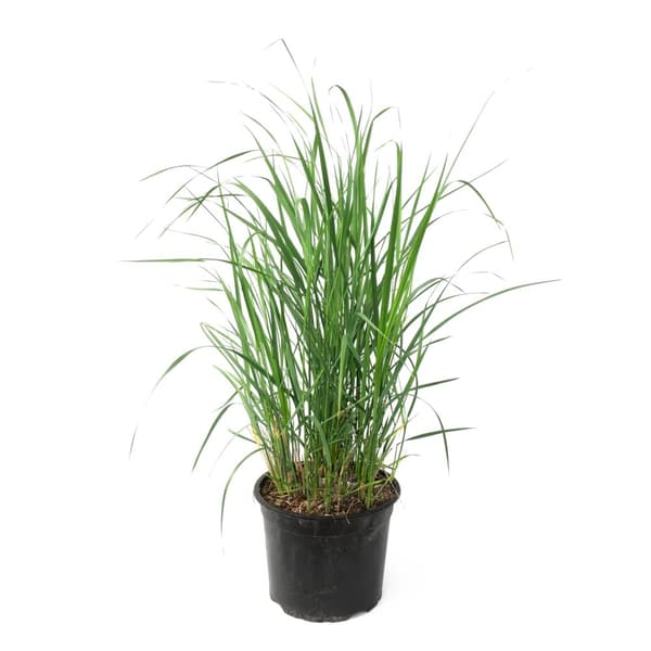 Rörgräs - Calamagrostis 'Karl Foerster' - Höjd 40-60cm - ⌀23cm