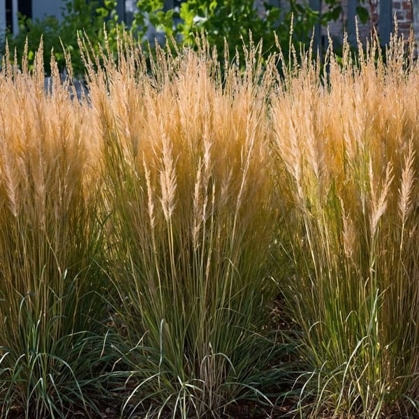 Sandrør - Sæt med 2 - Calamagrostis 'Karl Foerster' - Højde 40-60cm - ⌀23cm