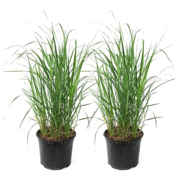 Rörgräs - Set om 2 - Calamagrostis 'Karl Foerster' - Höjd 40-60cm - ⌀23cm