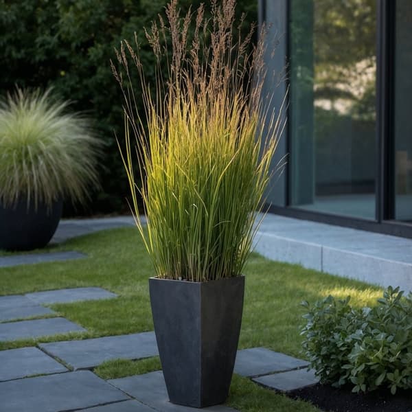 Staudehirse - Panicum virgatum 'Heavy Metal' - Højde 40-60cm - ⌀23cm