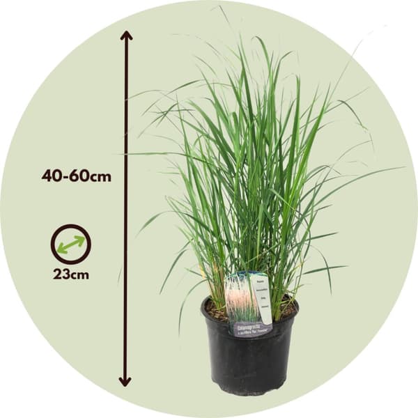 Staudehirse - Panicum virgatum 'Heavy Metal' - Højde 40-60cm - ⌀23cm