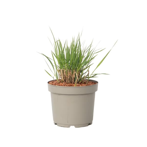 Jungfruhirs - Panicum virgatum 'Heavy Metal' - Höjd 40-60cm - ⌀23cm