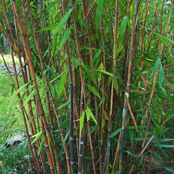 Glansbambu - Fargesia nitida 'Gansu' - Höjd 50-70cm - Kruka 17cm