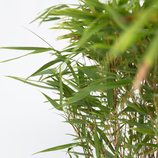 Glansbambu - Fargesia nitida 'Gansu' - Höjd 50-70cm - Kruka 17cm