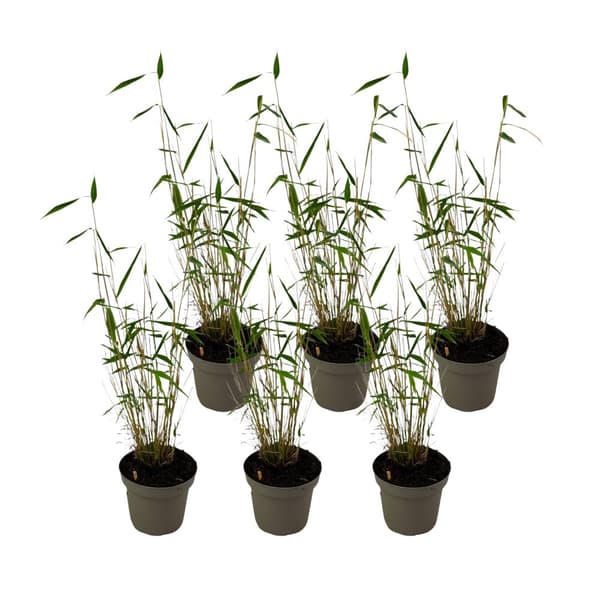 Blå bambu - Set om 6 - Fargesia papyrifera 'Blue Dragon' - Höjd 30-40cm - ⌀13cm