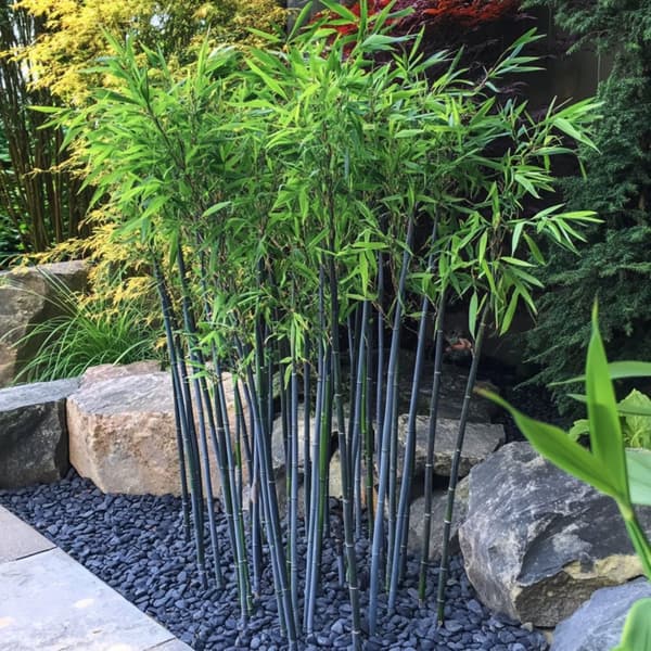 Blå bambu - Set om 2 - Fargesia papyrifera 'Blue Dragon' - Höjd 30-40cm - ⌀13cm