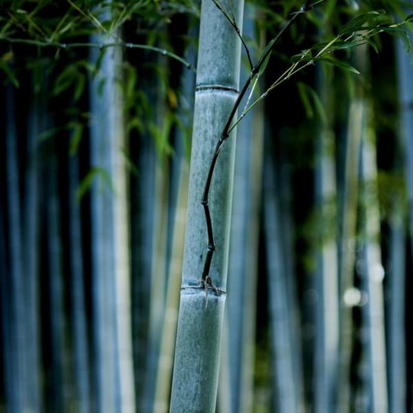 Blå bambu - Set om 2 - Fargesia papyrifera 'Blue Dragon' - Höjd 30-40cm - ⌀13cm