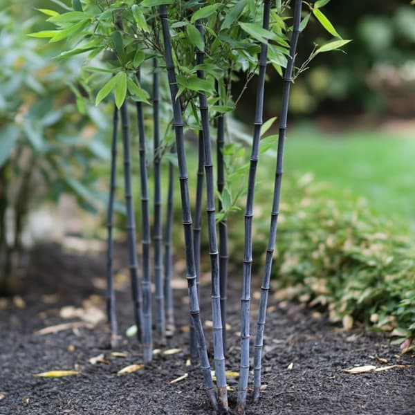 Blå bambu - Set om 2 - Fargesia papyrifera 'Blue Dragon' - Höjd 30-40cm - ⌀13cm