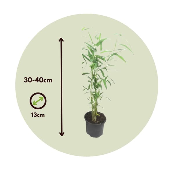 Sininen varsi bambu - 2 kpl - Fargesia 'Blue Dragon' - Korkeus 30-40cm - ⌀13cm