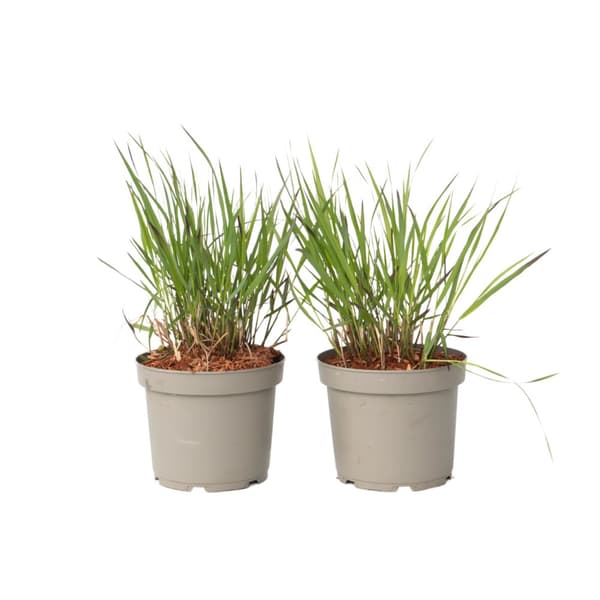 Fingergräs - 2 st - Panicum Virgatum 'Squaw' - Höjd 40-60cm - ⌀23cm
