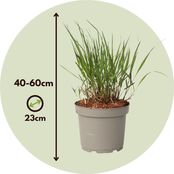 Fingergræs - Panicum Virgatum 'Squaw' - Højde 40-60cm - ⌀23cm