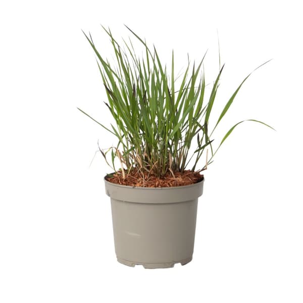 Fingergräs - Panicum Virgatum 'Squaw' - Höjd 40-60cm - ⌀23cm